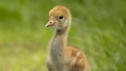 A small crane chick in grassy part of a nature reserve. The chick is an orange colour with a yellow beak. 