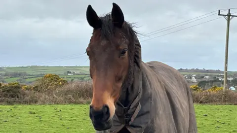 A brown former race horse stood in a rural field while wearing a big brown coat on a cloudy day. 