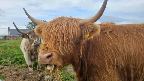 Shyni Varghese A Highland cow, standing outdoors and eating grass