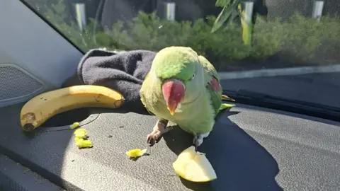 @DublinAirport A green parrot eating an apple on a black surface, there is a yellow banana beside it