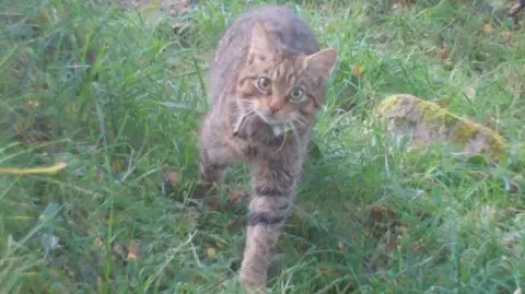 A captive-bred Scottish wildcat kitten wearing a radio collar