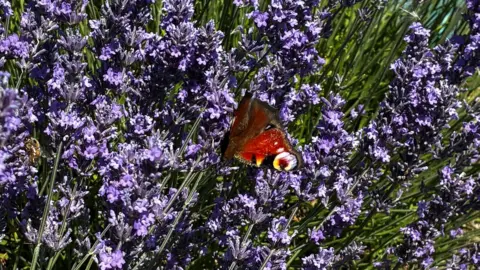 An orange and yellow butterfly forages on purple long stemmed lavender plants in a field.