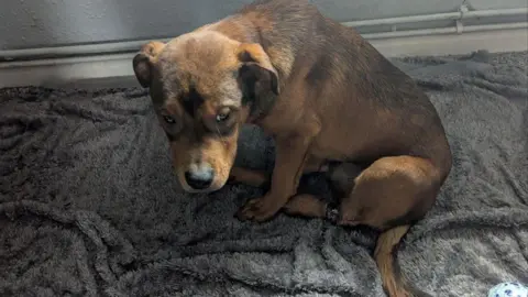 A tan dog sits on a grey, furry blanket and looks to the left. It has an injury on its left hind leg. 