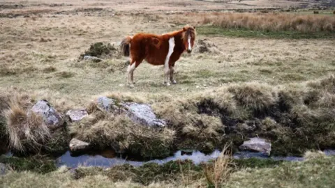 EPA-EFE/REX/Shutterstock A small pony with a orange-red coloured coat stands above peatlands in Dartmoor.