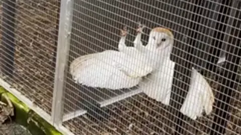 A white barn owl hanging onto a metal fancy with its claws and its wings spread out behind it.