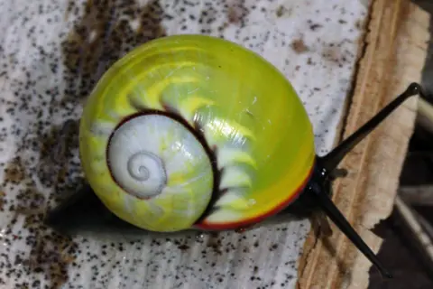 Angus Davison-Buy Plan of the Bright Green Snail, which is sitting on brown wood material. The snail is Sulphurosa Polymita - the most disappearing of the six known species of polymita snails. It has a light blue gray, the flames are similar to its coils and a strip of bright red across its shell, which is closer to the head.  