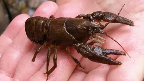 A white-clawed crayfish in the hands of a human. The crayfish is a brown colour and is about the size of the people's palm.