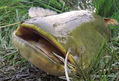 A picture of a Wels catfish out of the water and on grass.