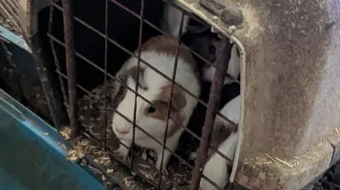 A white and brown guinea pig looks out of a cage stacked on top of another cage with a brown guinea pig