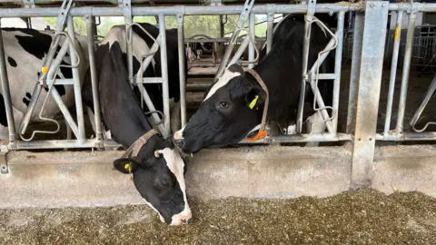 Two cows with their heads through metal feeders in a large barn. One cow is eating. 