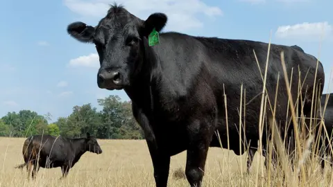 Cattle standing in a dried out field in Texas