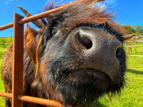 Aileen Gillies Close-up of a cow's face pressed near a metal fence, with its nose and whiskers filling most of the frame against a bright blue sky and grassy field.