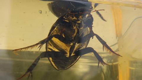 Great Silver Water Beetle in a glass jar with water. It has long legs and a silver sheen under its stomach