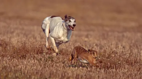 Getty Images A muscled white and brown greyhound-type dog chases a brown hare with its teeth bared. It is chasing it in a field with which is cut back to brown stubble after harvest. 