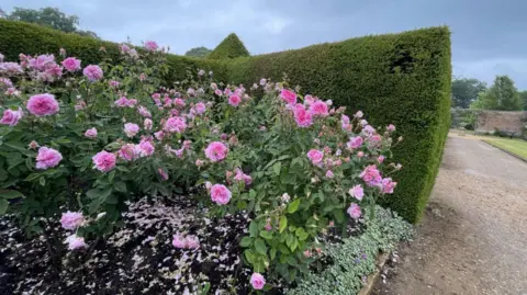 Pink rose bushes losing their petals sit against a hedge with a public pathway to the right.