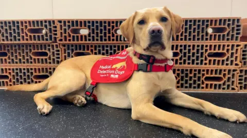 A large sandy-coloured dog wearing a red harness that reads Medical Detection Dogs. Behind him are some bricks which are used in scent training. 