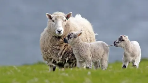 A ewe with a thick white fleece standing in a grassy field with two lambs. The ewe has a white face and the lambs and grey markings on their faces.