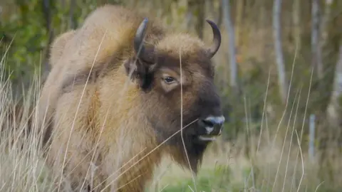 A light brown bison.