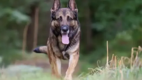 Nottinghamshire Police Quantum the German Shepherd