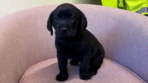 Cambs Police A small black puppy is sitting on a pink chair in an office. There is a police jacket hanging on a hook behind the chair