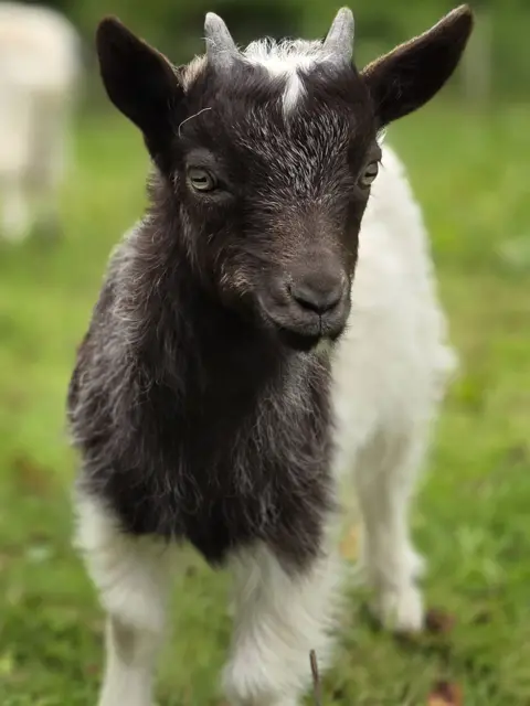 Colum McCarthy Close-up of a young goat with small horns and black-and-white fur standing on grass.