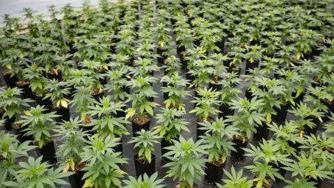 Getty Images Large number of Cannabis seedlings in pots