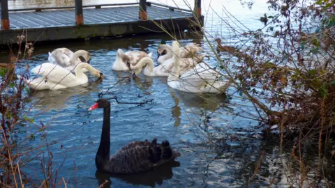 Carolyn's pics Spot the odd one out - these swans were captured on camera by Weather Watcher Carolyn's pics