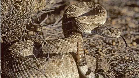 Getty Images rattlesnake in the wild