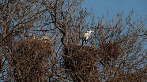 A grey heron on a nest in a tree
