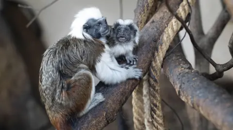 Getty Images tamarin monkey and baby sitting on branch