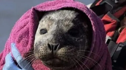 Seal pup wrapped in a towel