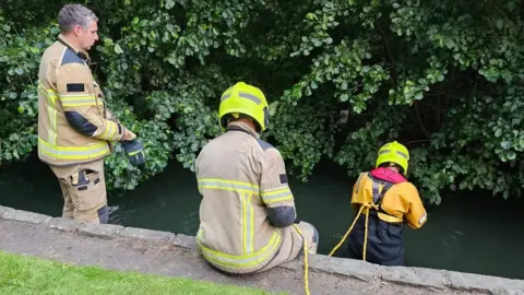 Bradford Cat Watch Rescue and Sanctuary West Yorkshire Fire and Rescue Service assisted with the rescue