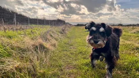 Fiona A small black and white dog looks directly into the camera. It is standing in a field and sun can be seen breaking through dark clouds in the background