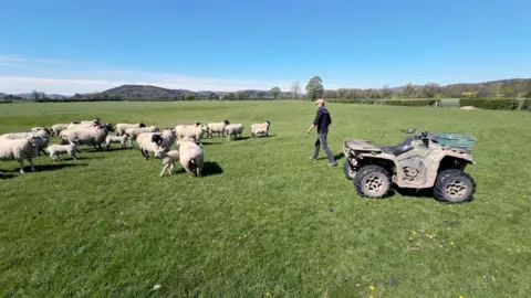 A farmer walks away from his quad bike and towards a herd of sheep.