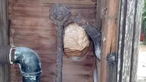 States of Guernsey The hornet's nest found inside the workings of an old water pump. It is beautifully patterned inn its papery layers and is built between the lever for the handle of the pump.