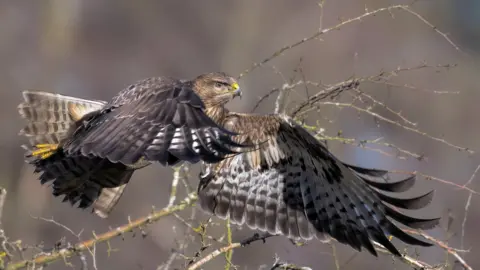 Buzzard in flight