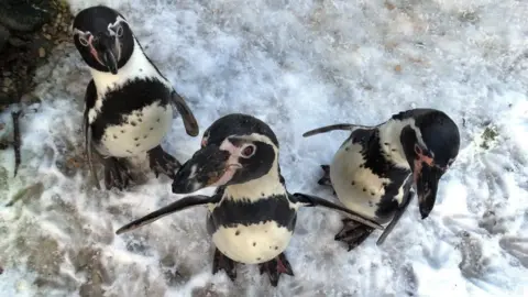 Cotswold Animal Park Penguins