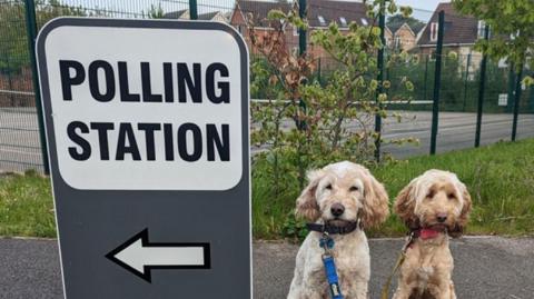 Polling station sign and two dogs