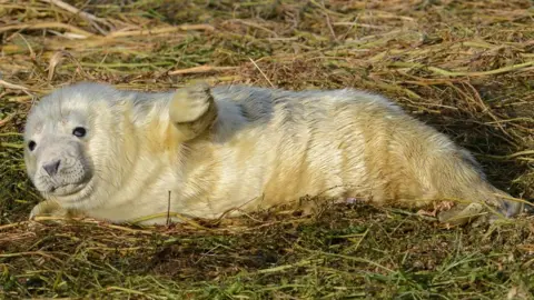 NNP Seal pup