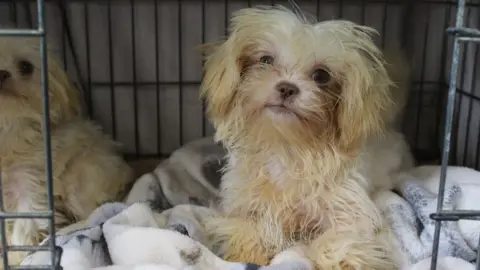 RSPCA A rescued shih-tzu