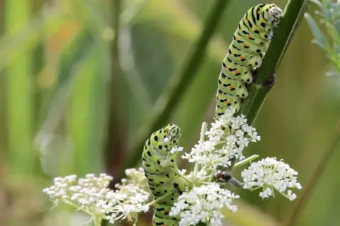 Ian Davis Swallowtail caterpillars on milk parsley