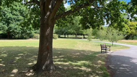 A tree casts shade over a large area in a park
