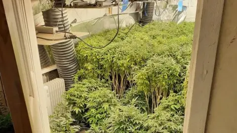 Essex Police Cannabis found at the property