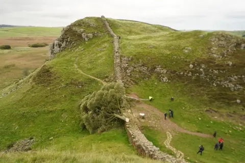 PA Media An aerial of the felled tree along Hadrian's Wall