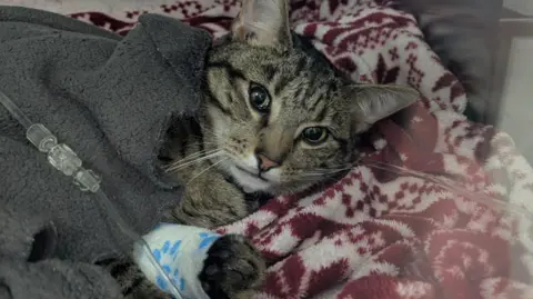 A cat laying down with a blanket over the top of him and a medical drip going into his bandaged paw.