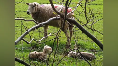 Jo Atkinson A white sheep with two baby lambs sitting on the grass by the fence.