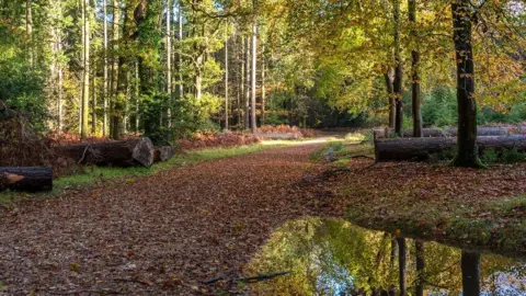 Claire Sheppard  FRIDAY - New Forest