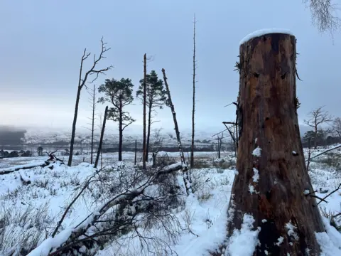 A snowy landscape with a few bare trees. There are mountains in the background.