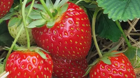 Close up of juicy strawberries