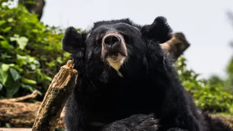 Getty Images Asiatic black bear surrounded by wood and leaves